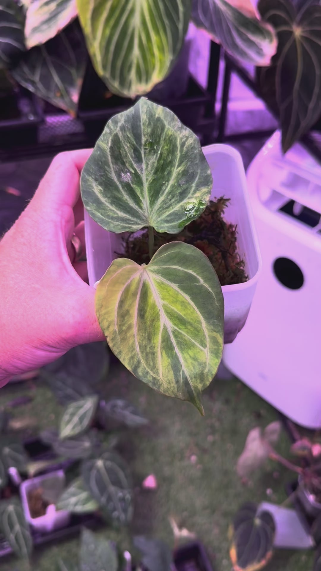 Anthurium "King of Spades Butterfly" - Variegated