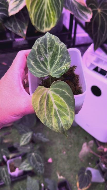 Anthurium "King of Spades Butterfly" - Variegated
