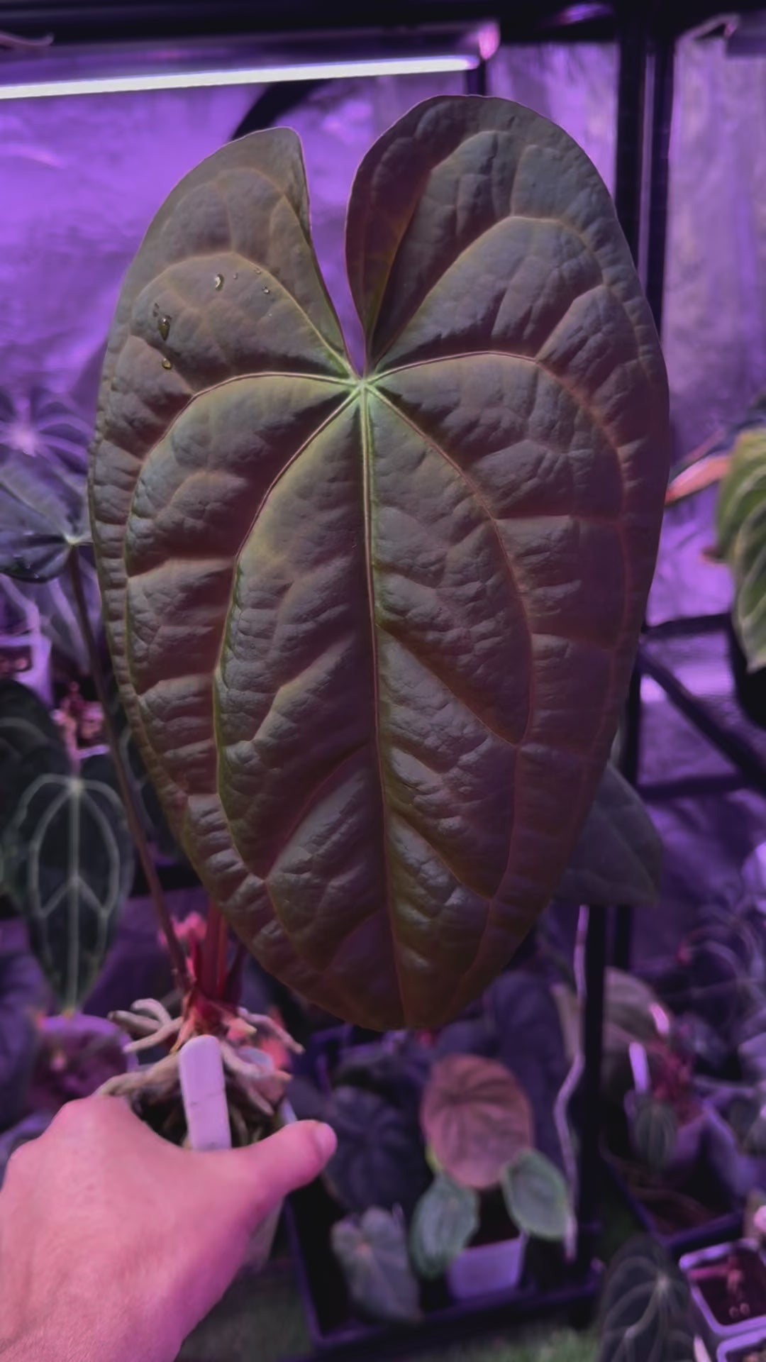 Load video: Anthurium Shaman&#39;s Apprentice x carlablackiae &quot;District&quot;