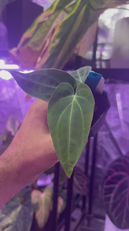 Anthurium ((carlablackiae x Dorito) x Panamama 2.0) x carlablackiae Buz1 x RA6#2