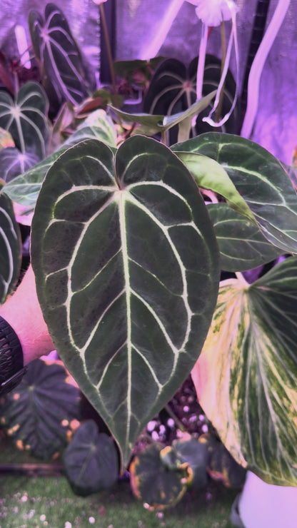 Anthurium ‘Tim Anderson Stripey’ X carlablackiae ‘RA6’ AA