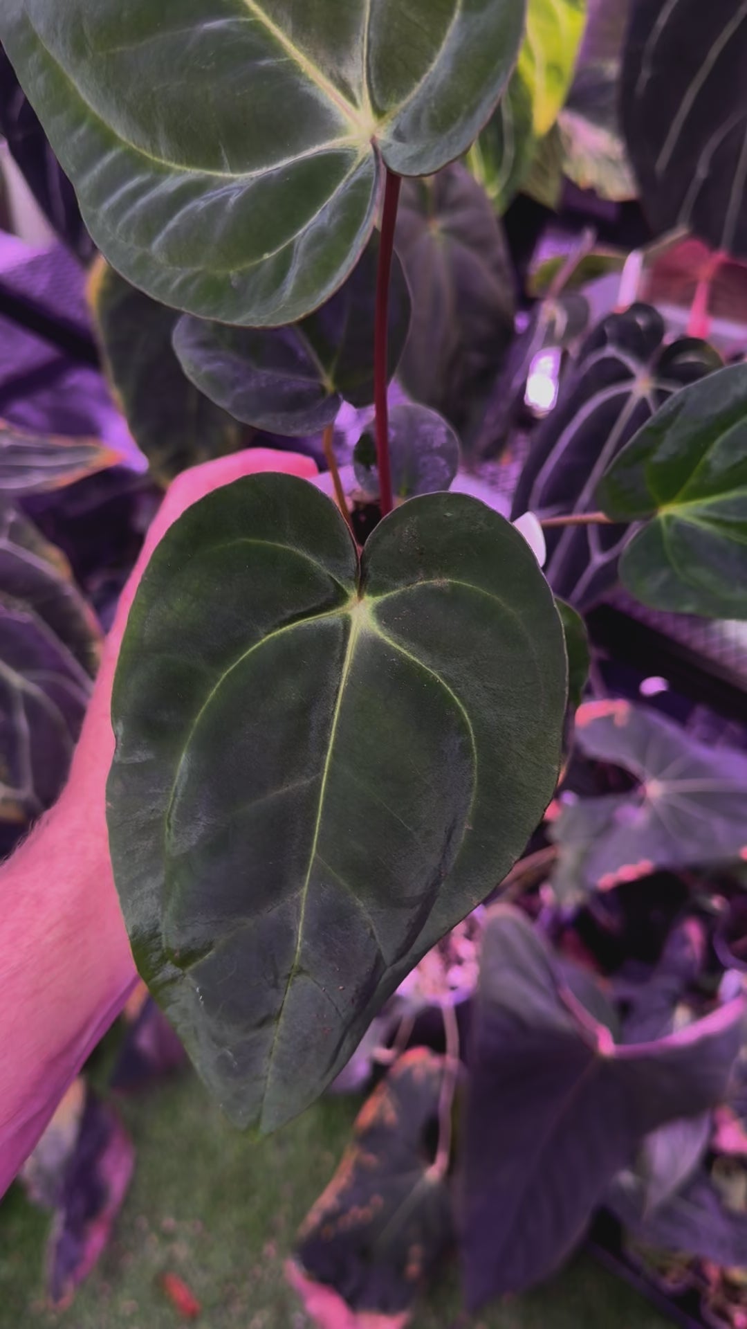 Anthurium papillilaminum RA6 x carlablackiae RA6x5 I