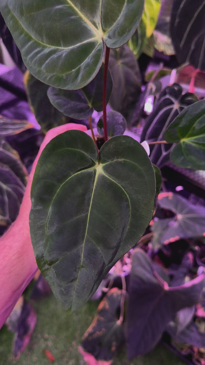 Anthurium papillilaminum RA6 x carlablackiae RA6x5 I