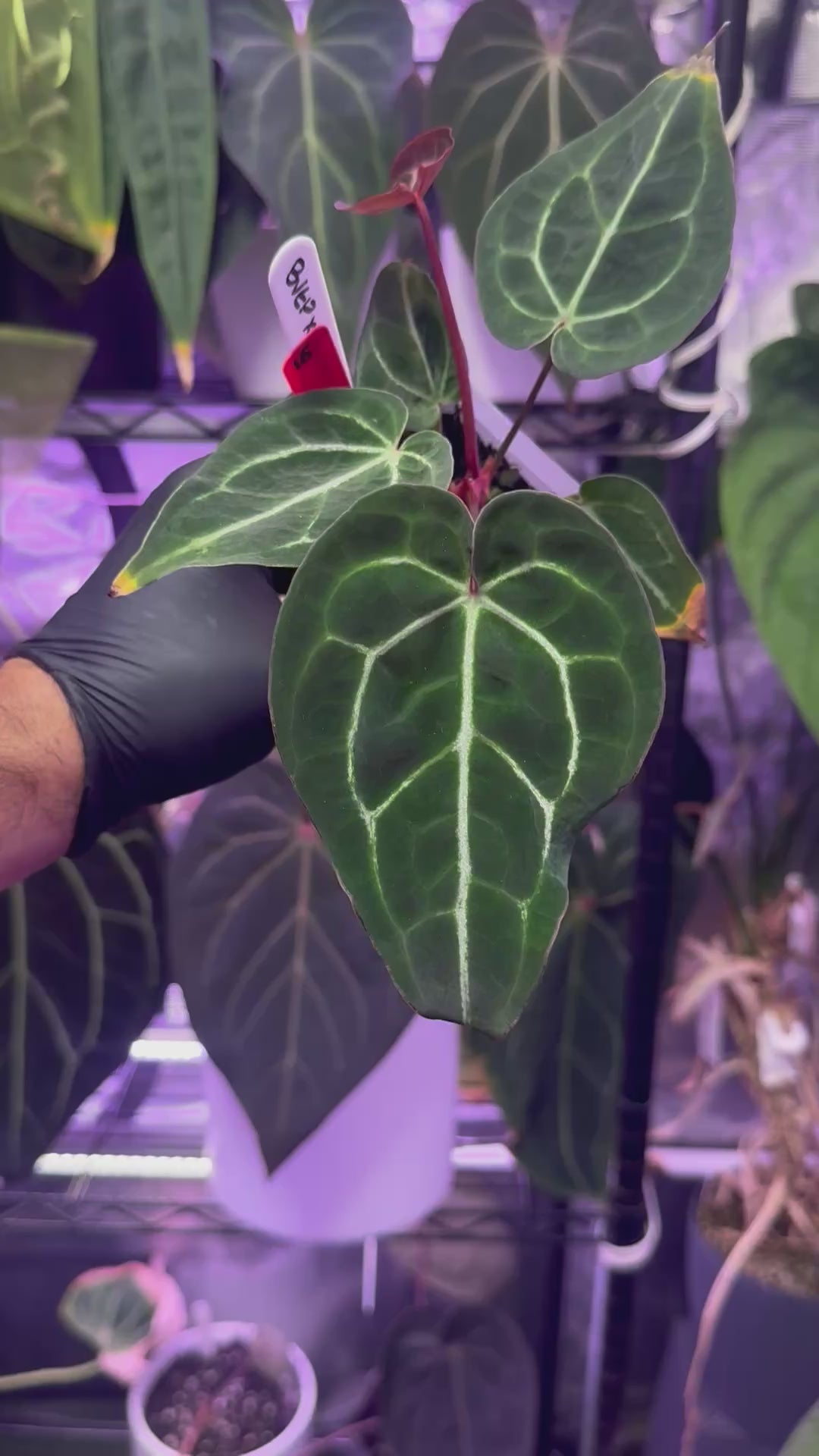 Latest Drops – Buz Plants