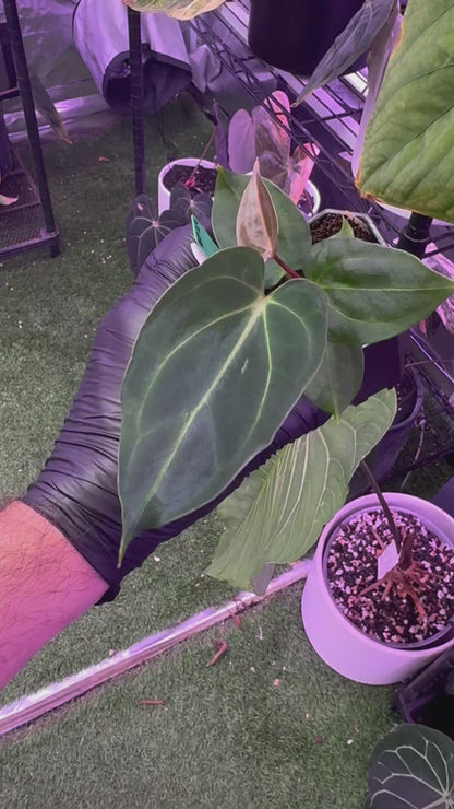 Anthurium Pap 'x’ x ?
