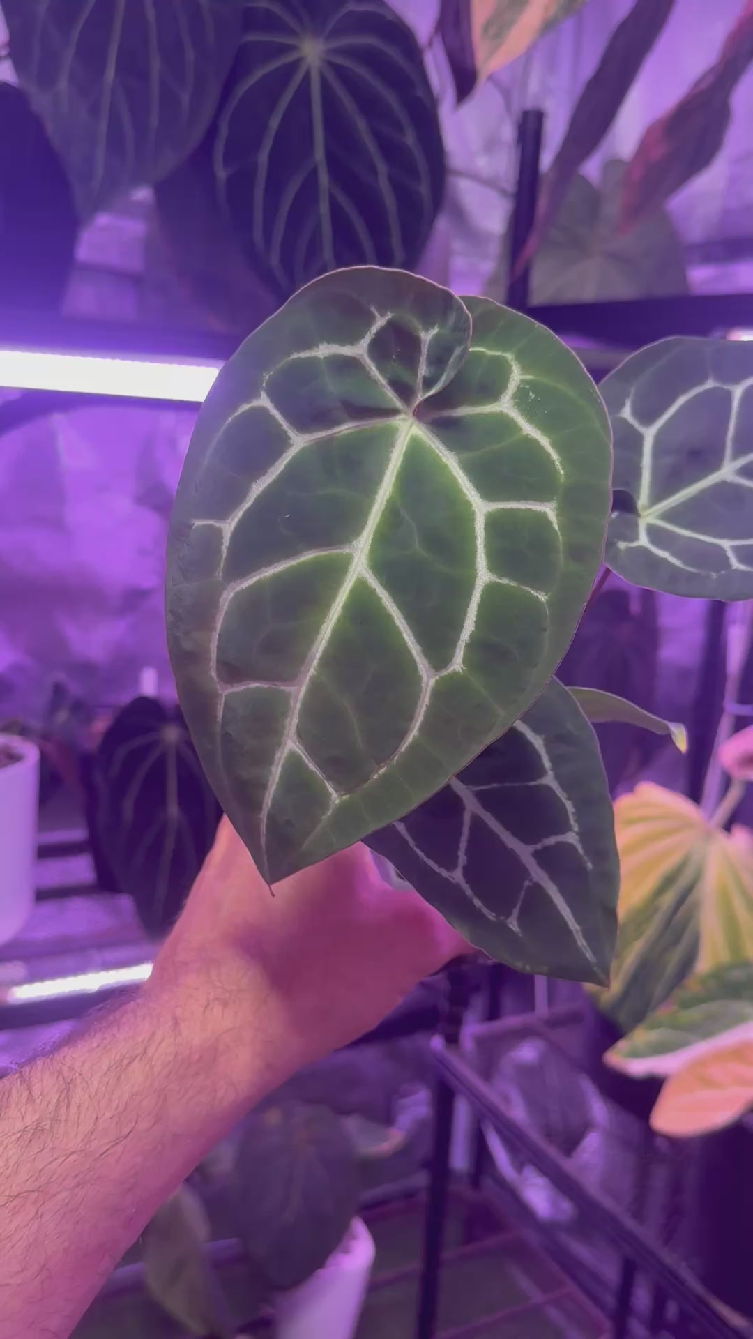 Anthurium (BVEP x Black Widow Michelle) x Black Widow Michelle