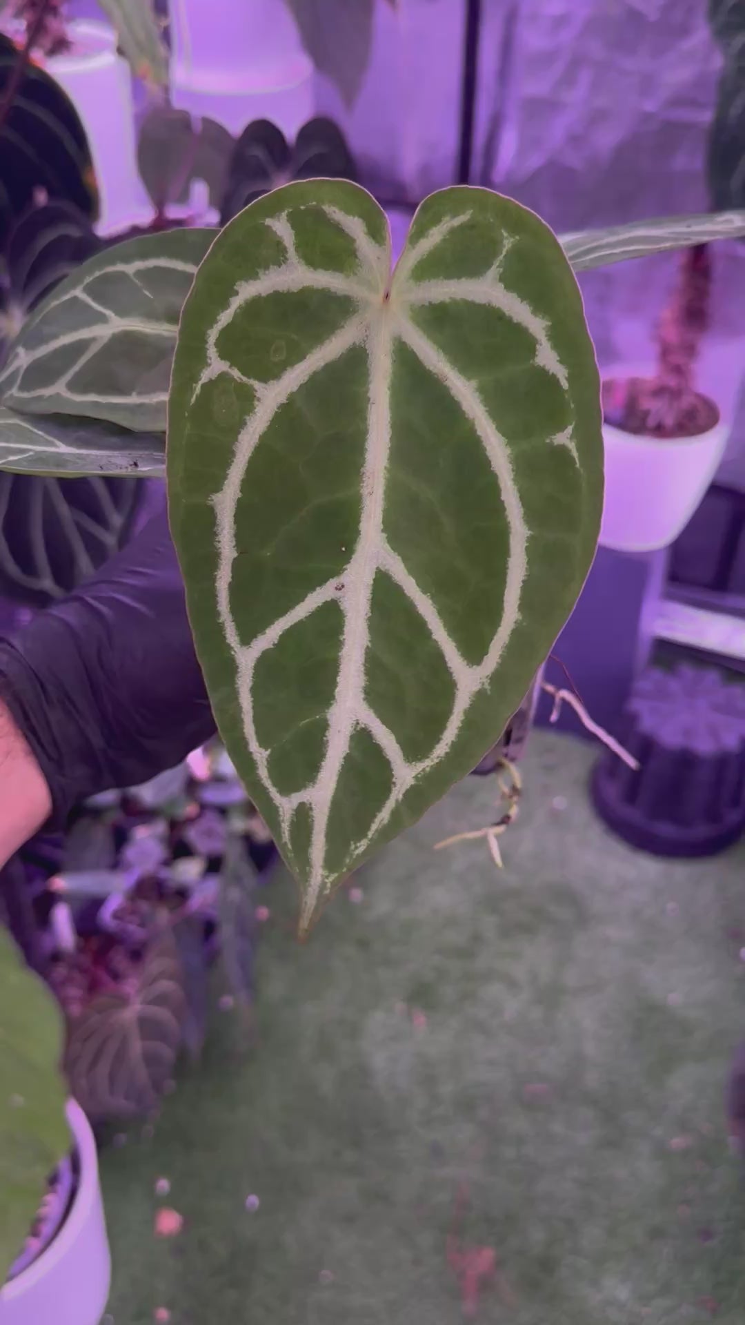 Anthurium FTG crystal x Stripey