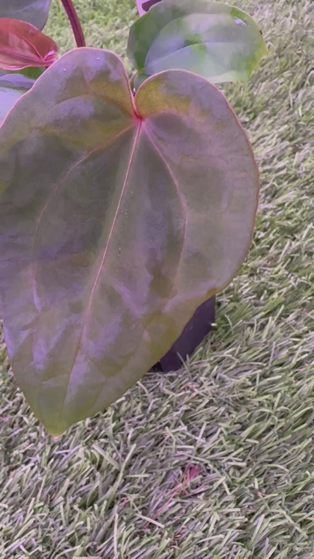 Anthurium "Michelle" x "RVDP" *Growers Choice*