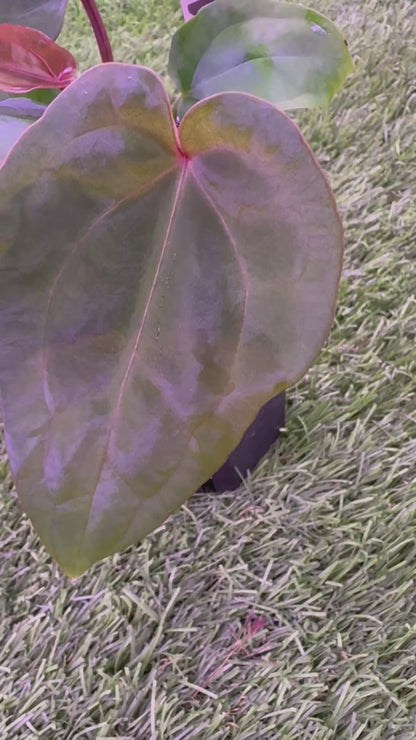 Anthurium "Michelle" x "RVDP" *Growers Choice*