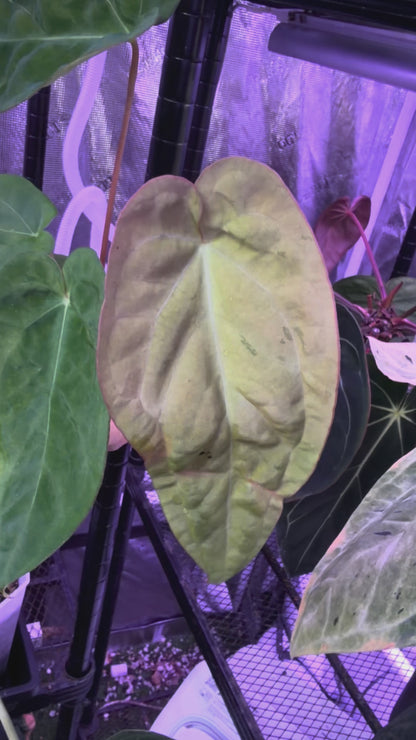 Anthurium "Snake Oil Buz 2" X "Black Cherry" - variegated seedling 03