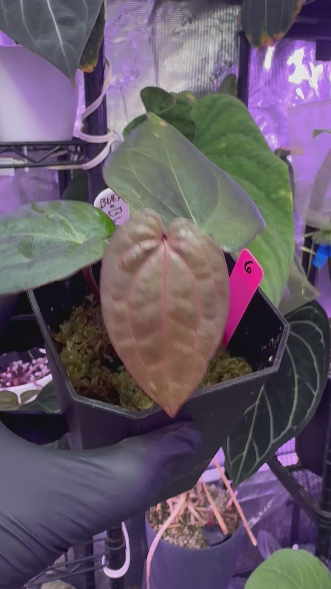 Load video: Anthurium BVEP "Elefont" x “Black Widow x Michelle” #5 clone