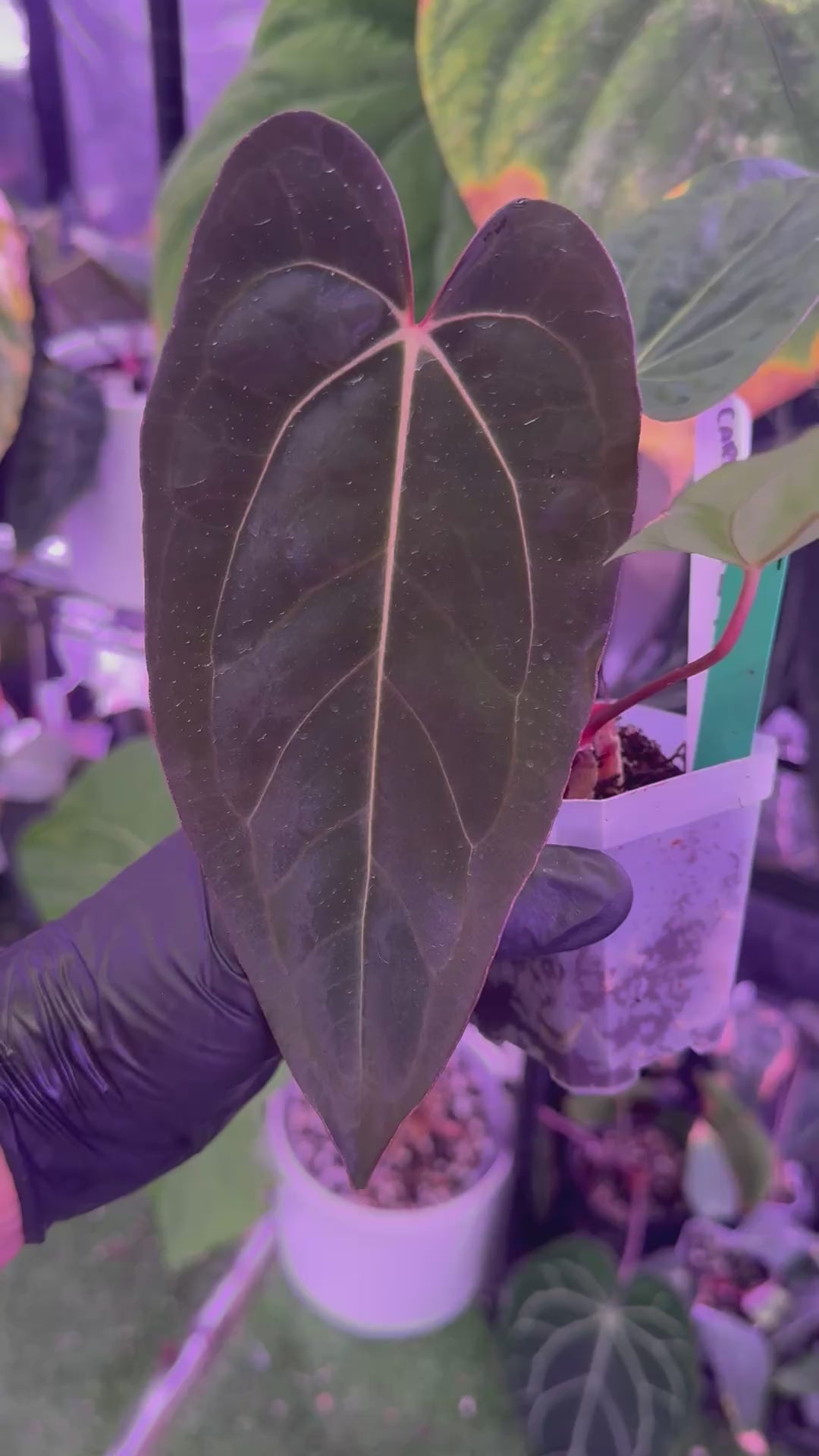 CaRL 2.0 - Anthurium carlablackiae (BUZ1 x RA8) x Ralph Lynam clone