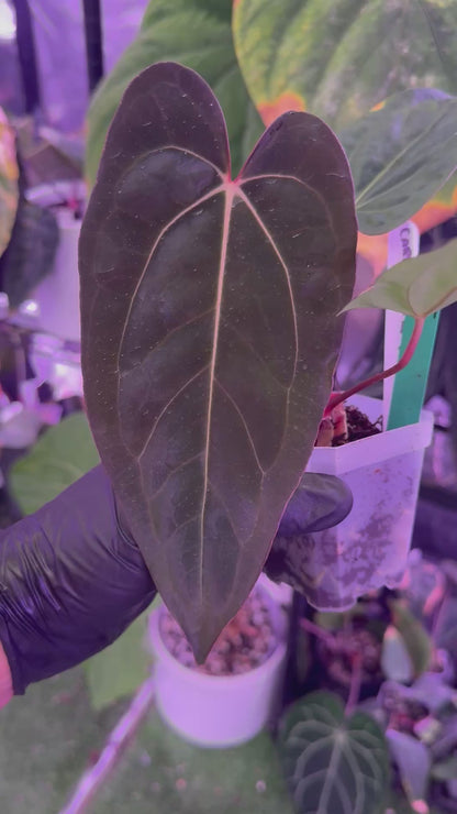 CaRL 2.0 - Anthurium carlablackiae (BUZ1 x RA8) x Ralph Lynam clone