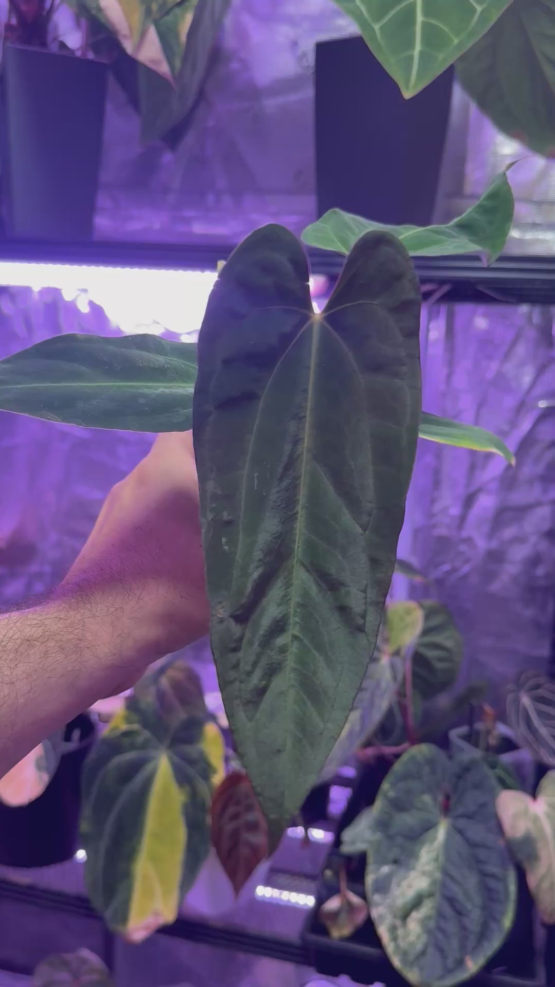 Anthurium dressleri RG#2 x papillilaminum Ralph Lynam