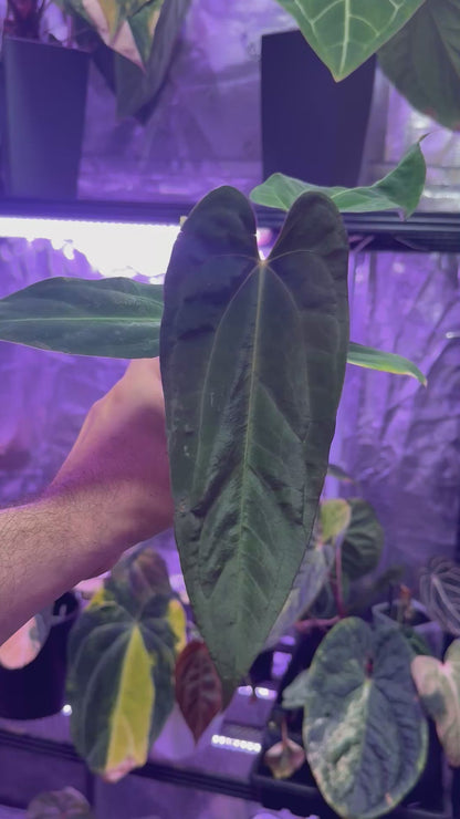 Anthurium dressleri RG#2 x papillilaminum Ralph Lynam