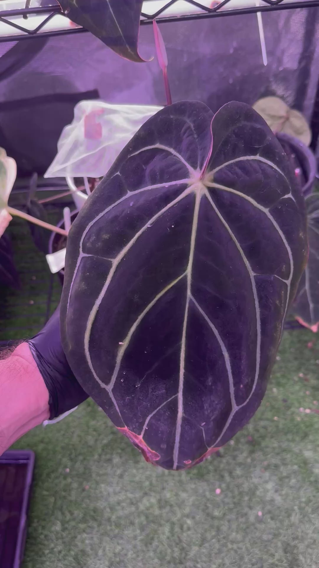 Anthurium carlablackiae RA8 clone