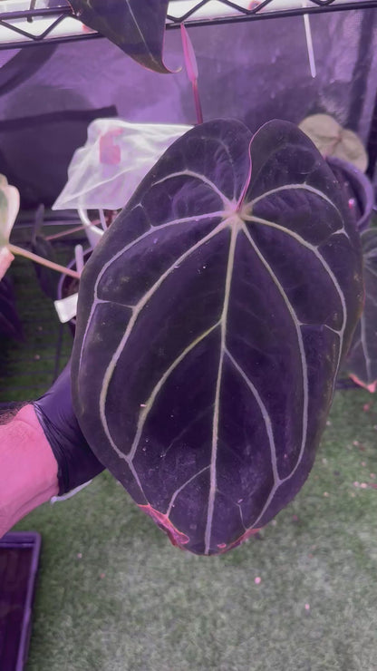 Anthurium carlablackiae RA8 clone