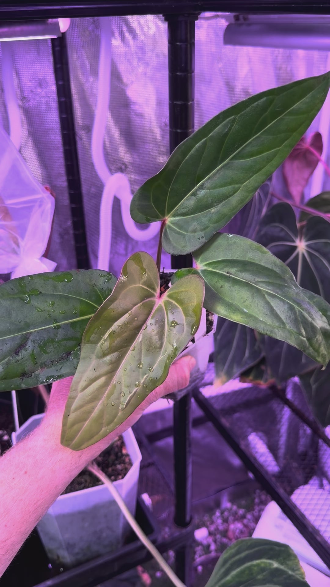 Anthurium carlablackiae RA15 x ustopoense 05