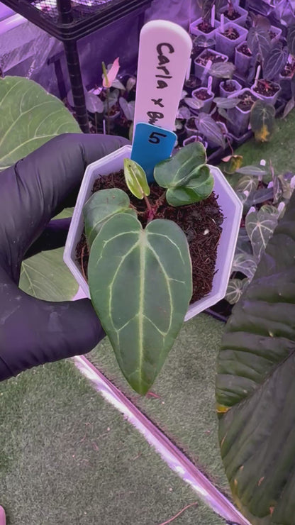 Anthurium carlablackiae x ‘Black Widow x Michelle' F1