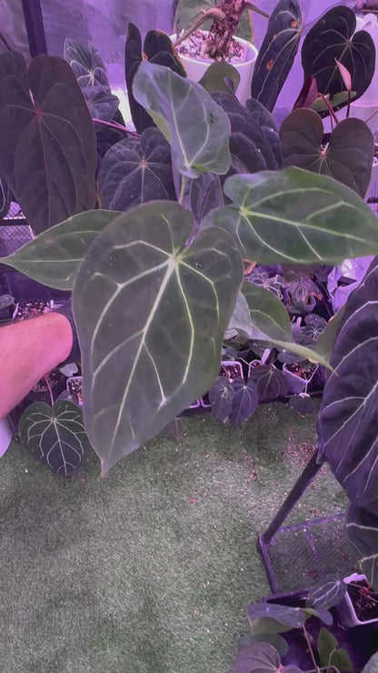 Anthurium forgetii x carlablackiae RA4x8