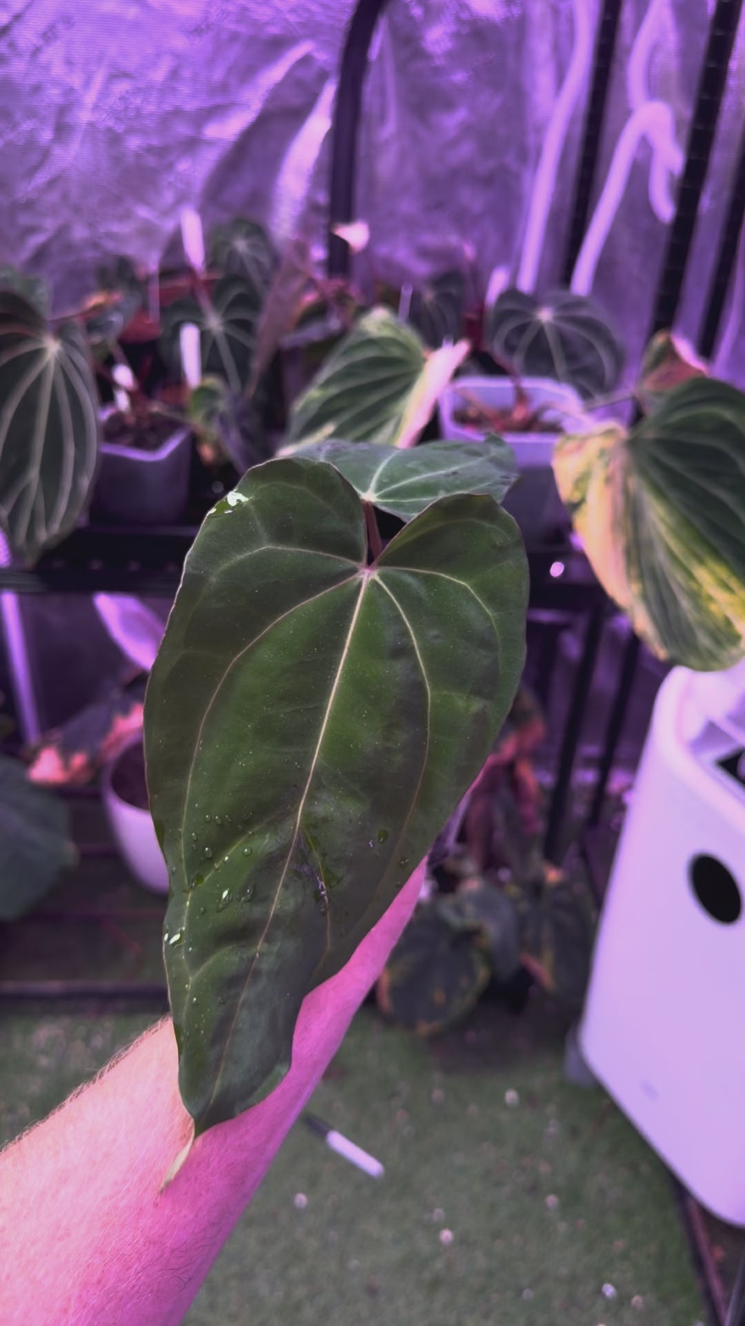 CaRL 2.0 - Anthurium carlablackiae “BUZ1 x RA8” X papillilaminum “Ralph Lyman” 03