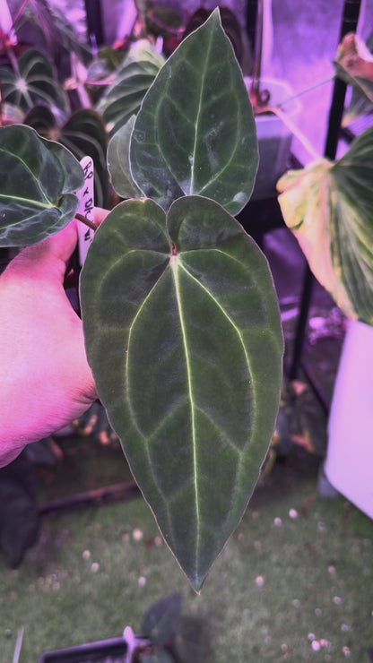 Pap "X" x (dressleri x carlablackiae) - non variegated A