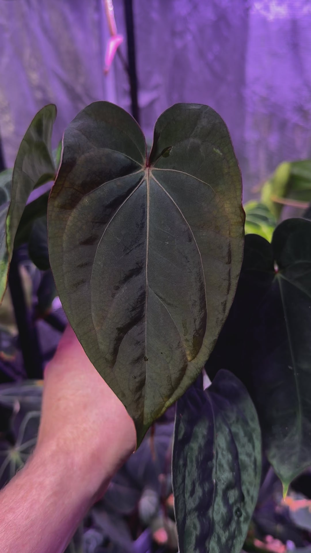 Anthurium dressleri x carlablackie X dressleri x portillae