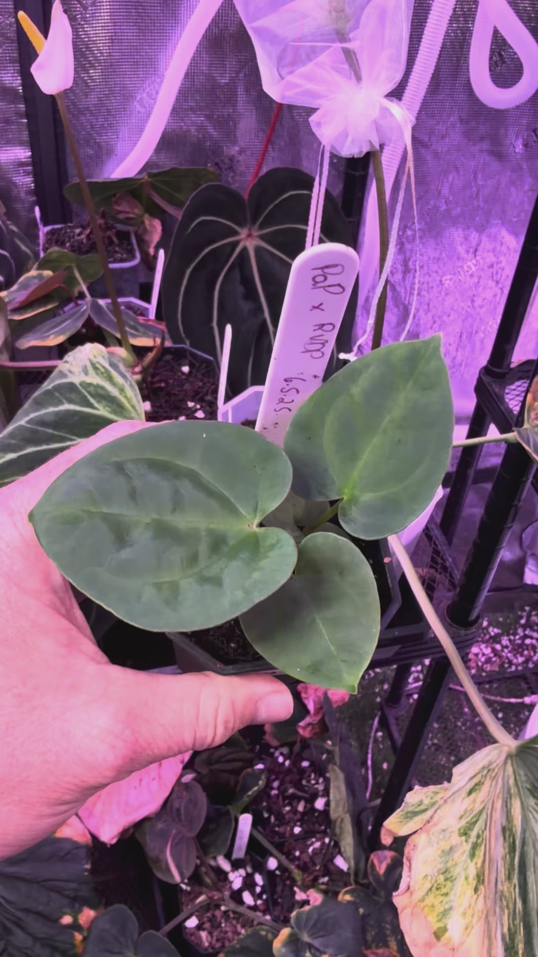 Anthurium pap "X" x RVDP AB