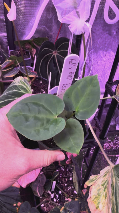 Anthurium pap "X" x RVDP AB