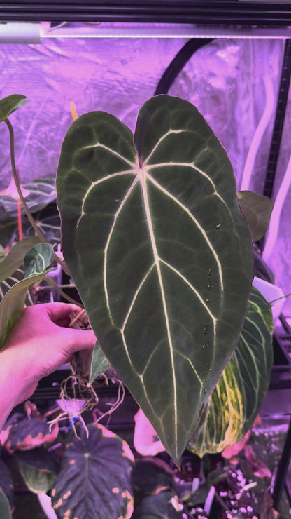 Anthurium carlablackie 'Round xGPH001' X Black Widow x Michelle 03
