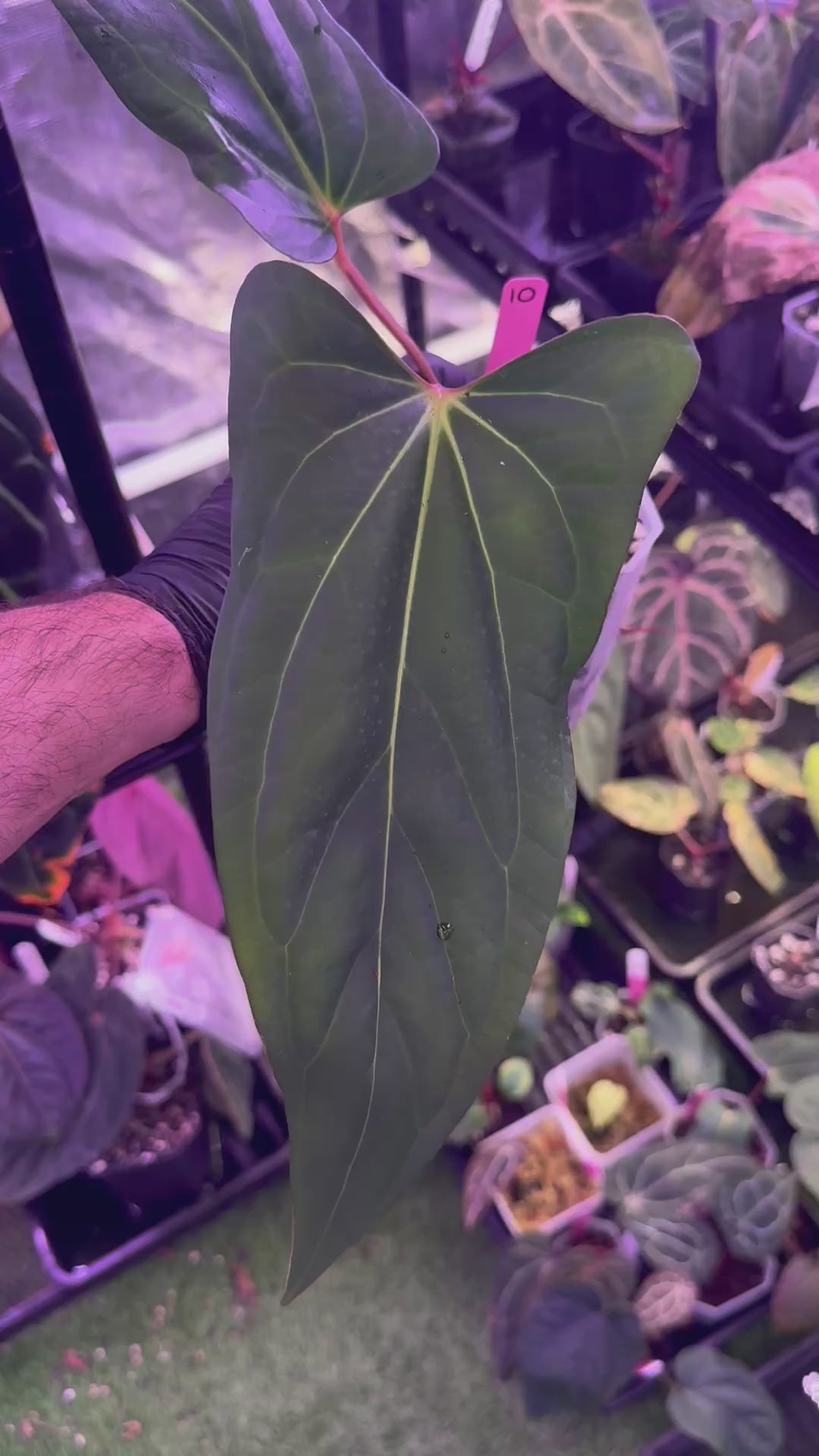 Anthurium carlablackiae RA15 x ustuopoense