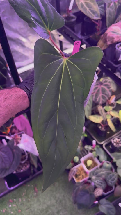 Anthurium carlablackiae RA15 x ustuopoense