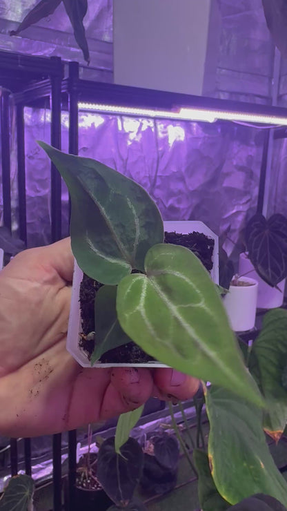 Anthurium crystallinum Chocolate x Tezula Red Crystal