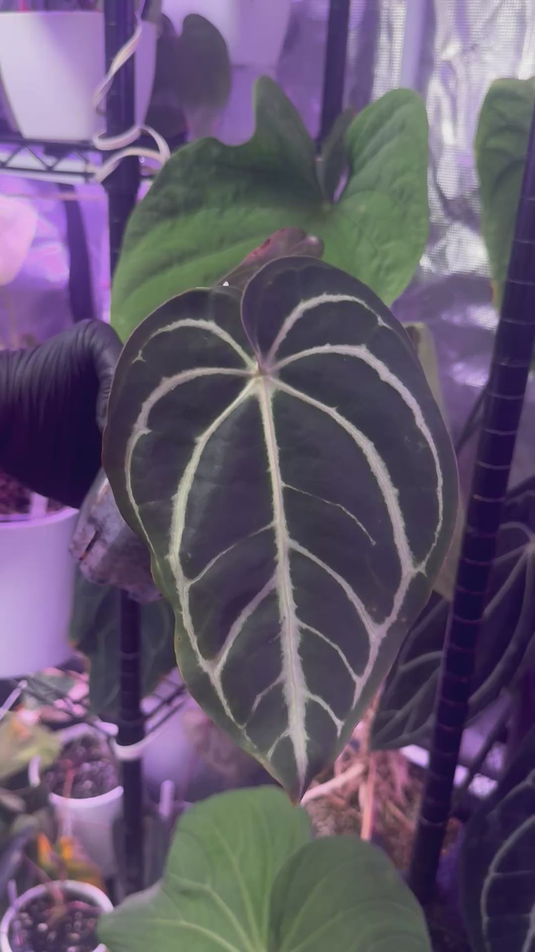 Load video: Anthurium carlablackiae OG1 x “RA 5x10”