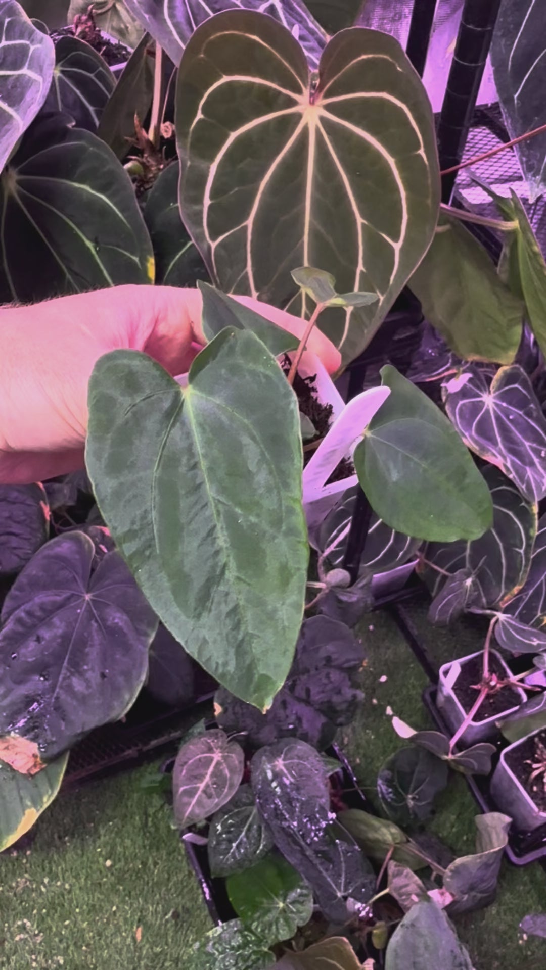 CaRL 2.0 - Anthurium carlablackiae “BUZ1 x RA8” X papillilaminum “Ralph Lyman” B