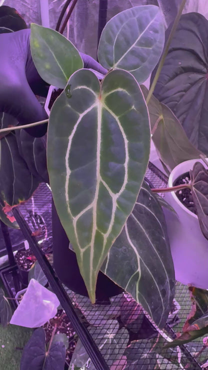 Anthurium Stripey x carlablackiae RA6