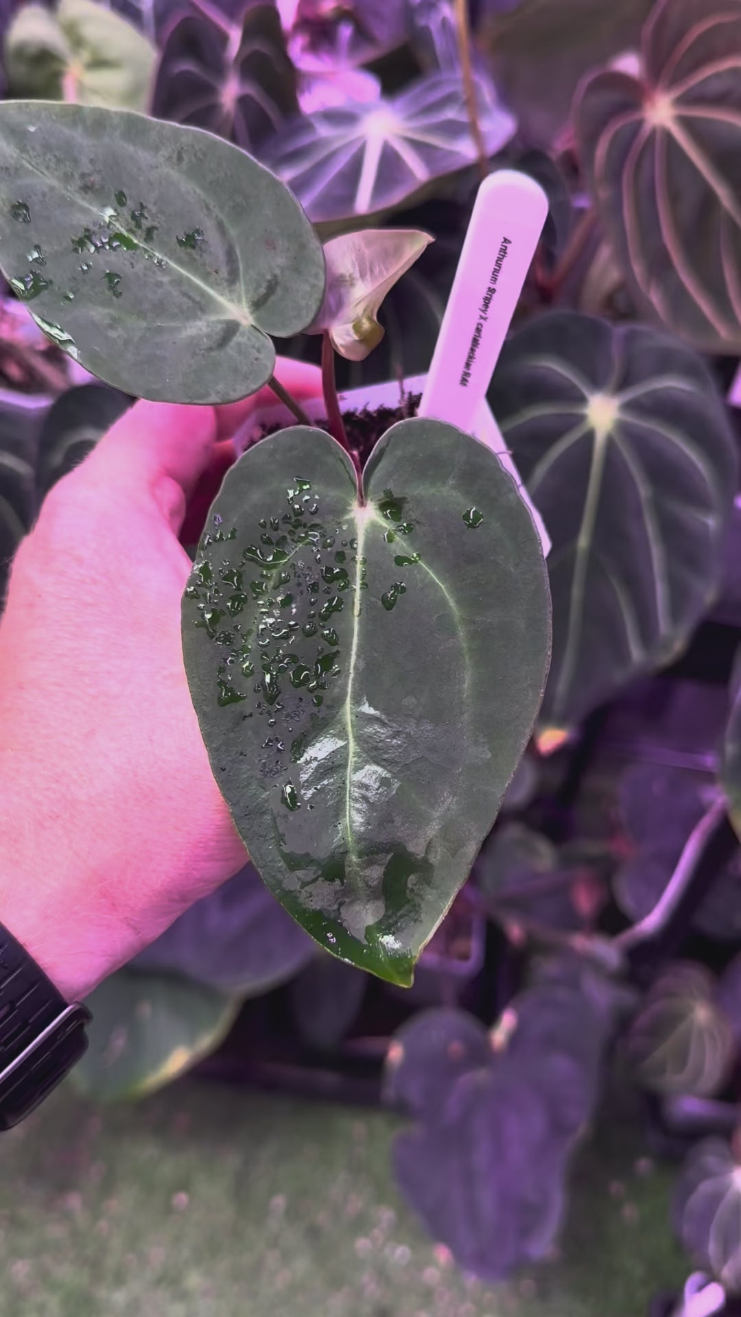 Anthurium ‘Stripey’ X carlablackiae ‘RA6’ 1