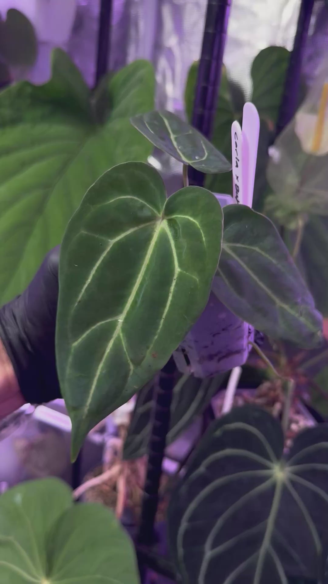 Anthurium carlablackiae x “Black Widow x Michelle” F1