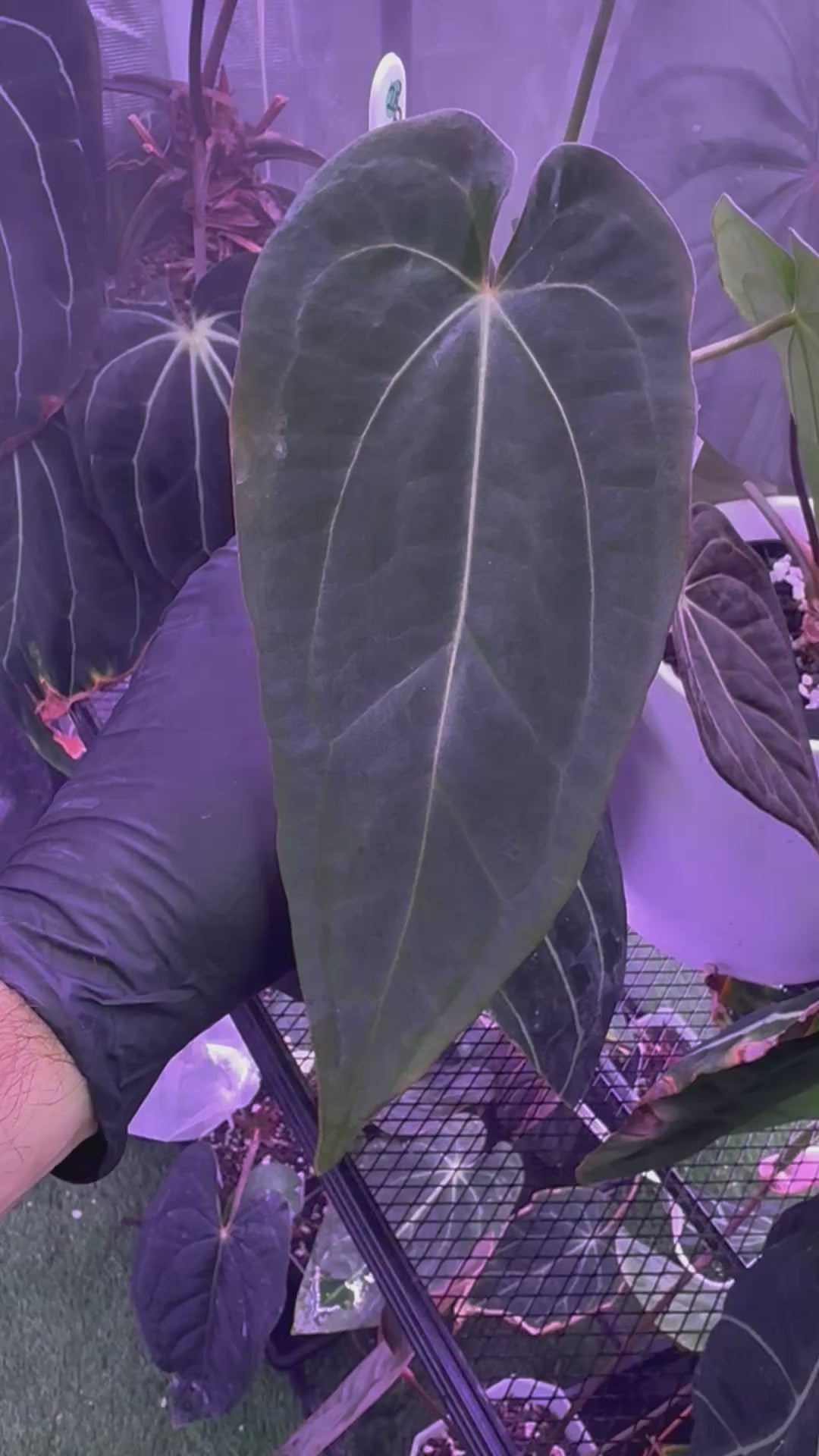 Anthurium dressleri x Snake Oil Buz 2