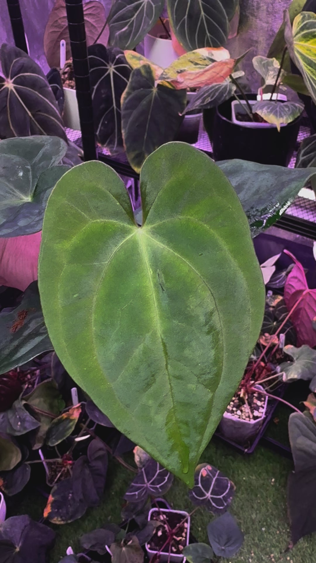 Anthurium papillilaminum RA6 x RVDP