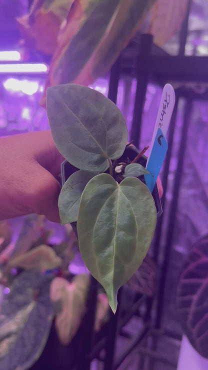 Anthurium carlablackiae Distrect x (BVEP x “Black Widow x Michelle”)