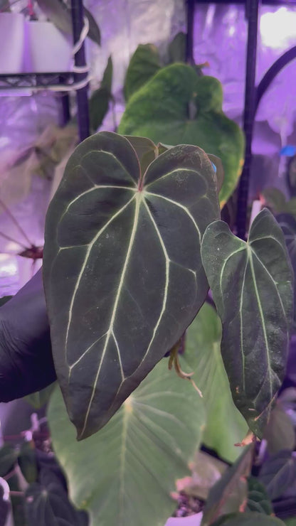 Anthurium Araña x Tim Anderson ‘Stripey’