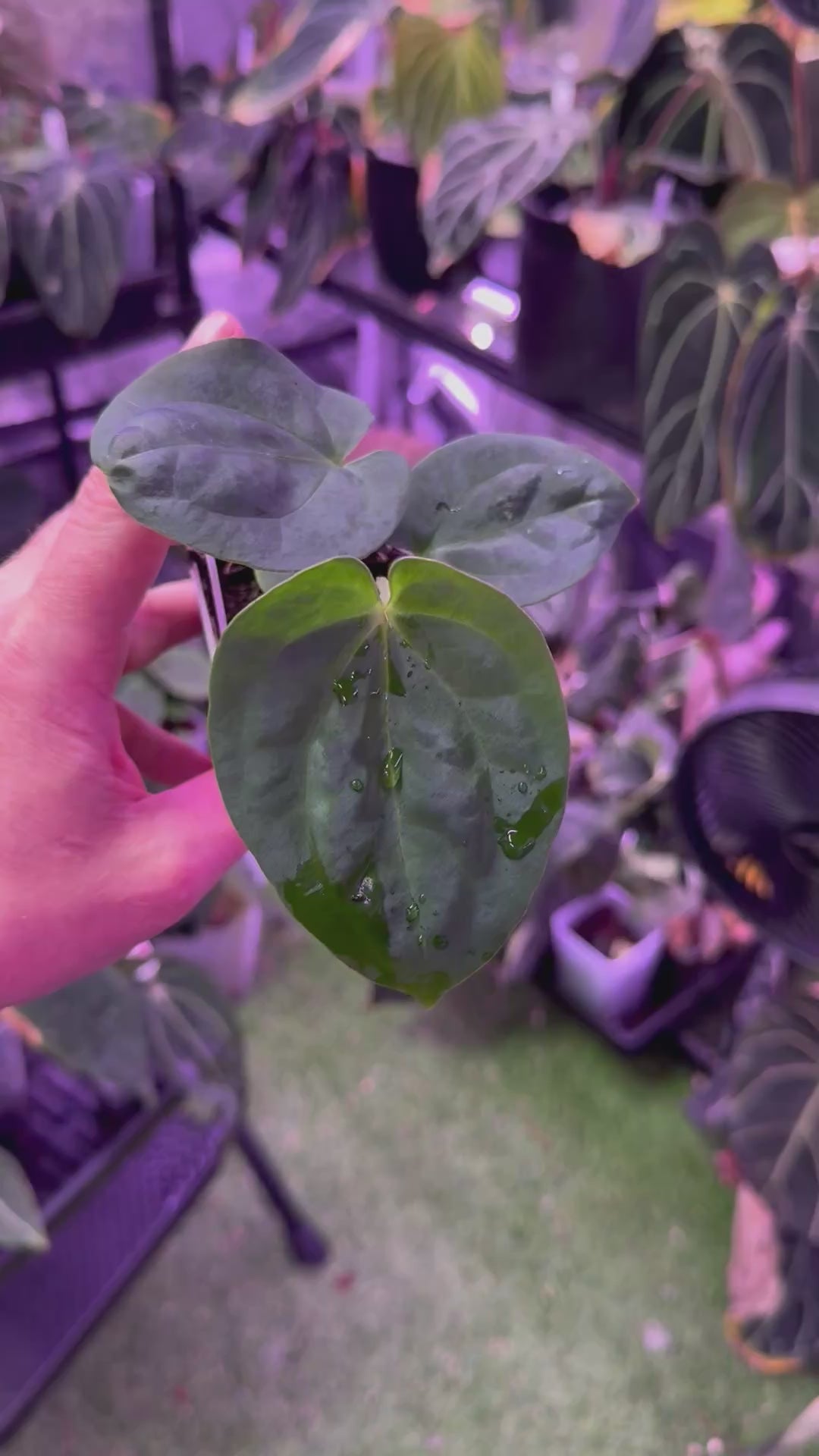 Anthurium Blood Moon x BVEP