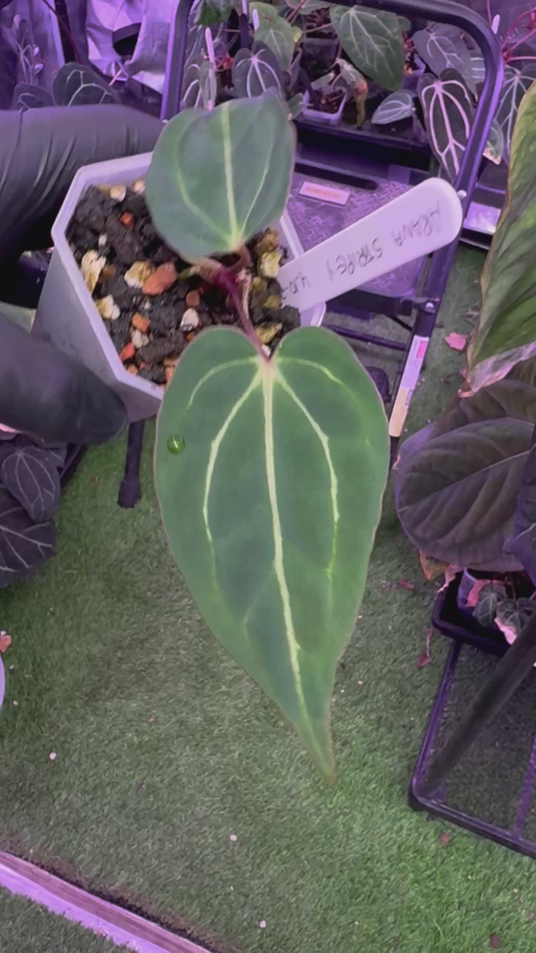 Anthurium Araña x Tim Anderson Stripey