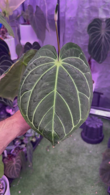 Anthurium carlablackiae District x RA8 *flowering*