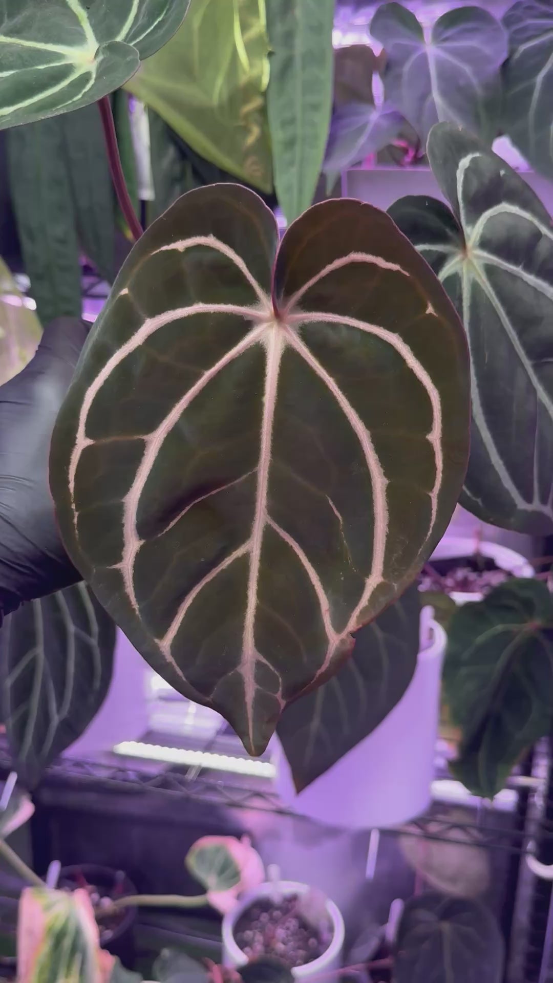 Anthurium carlablackiae Buz1 x RA5x10