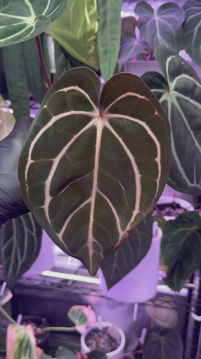 Anthurium carlablackiae Buz1 x RA5x10