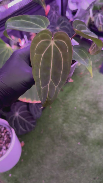 Anthurium Araña x Stripey