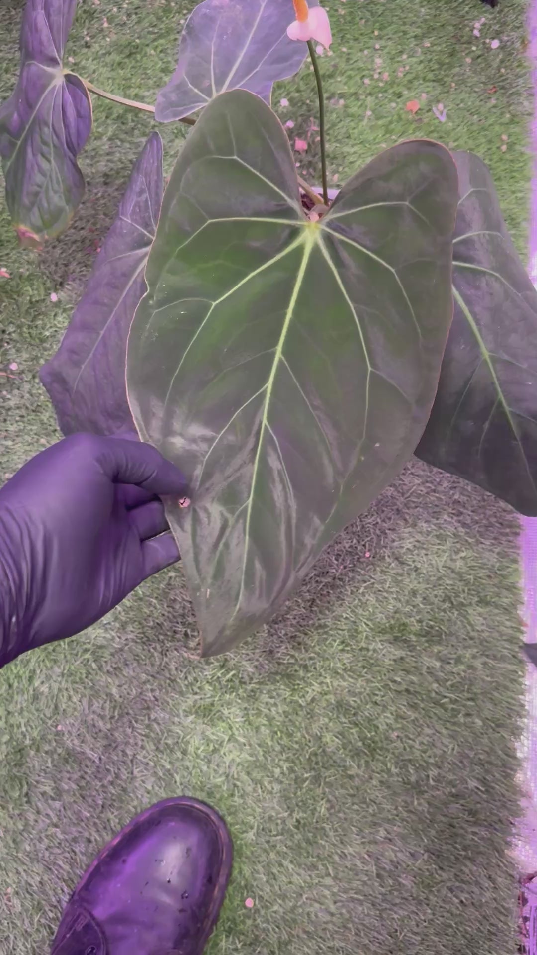 Load video: Anthurium (carla x port) x Panamama 2.0 *flowering*