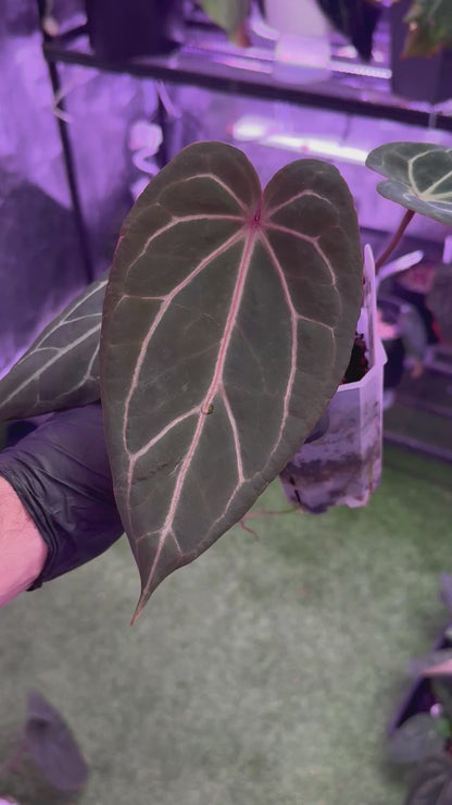 Anthurium Araña x Stripey